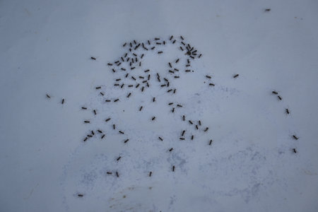 Black ants on white background. Macro shot of ant.
 Its other names black garden ant, Lasius niger and Â common black ant.
This aÂ formicineÂ ant, type species of the subgenusÂ Lasius.の写真素材