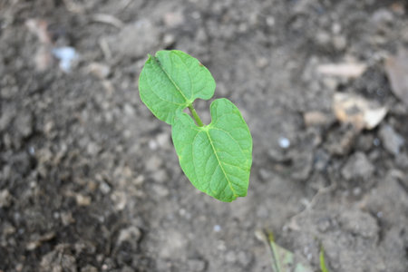 Just germinated bean plants. Beans plant grow in the vegetable garden. The soil with a small bean...