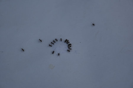 Black ants on white background. Macro shot of ant.
 Its other names black garden ant, Lasius niger and Â common black ant.
This aÂ formicineÂ ant, type species of the subgenusÂ Lasius.の写真素材