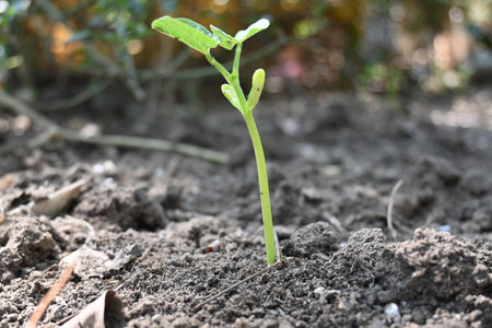 Just germinated bean plants. Beans plant grow in the vegetable garden. The soil with a small bean...
