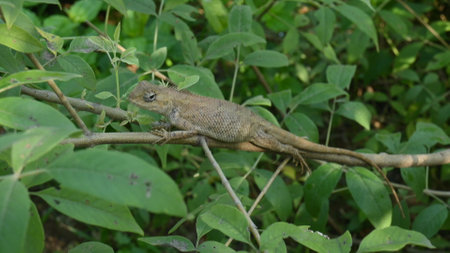 Chameleons on the tree. It is a reptile animal. It is an animal of the  Chamaeleonidae family. Its...
