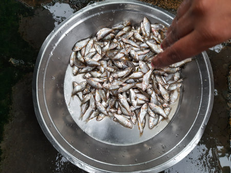 Puntius fish. Its other names Swamp Barb, Chola Barb and Puntius Chola fish.の写真素材