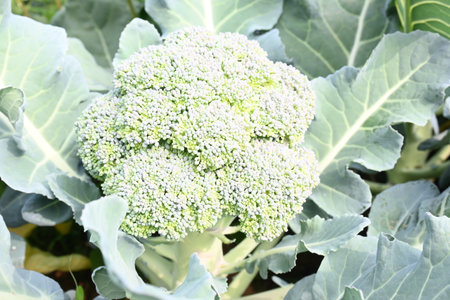 Broccoli in organic garden. Its other names Brassica oleracea var italica. This is an edible green...
