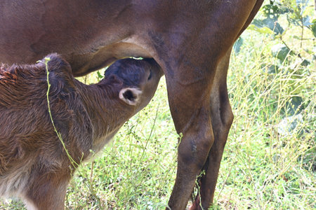 Young calf suckling milk from mother cow. Animal feeding concept. Cow feeding his calf. cute calves drinking milk. cattle Farming or husbandry concept. Indian cows and his baby.の写真素材