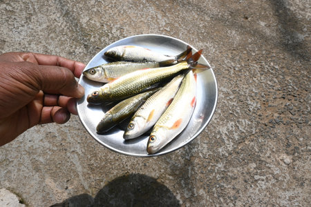 Rohu fish. It is a species of fish of the carp family. its other names rui fish, roho labeo, Labeo rohita.Its found in rivers in South Asia.の写真素材