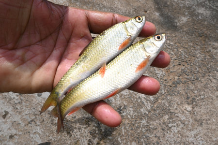 Rohu fish. It is a species of fish of the carp family. its other names rui fish, roho labeo, Labeo...