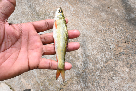 Rohu fish. It is a species of fish of the carp family. its other names rui fish, roho labeo, Labeo...