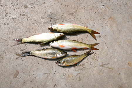 Rohu fish. It is a species of fish of the carp family. its other names rui fish, roho labeo, Labeo...
