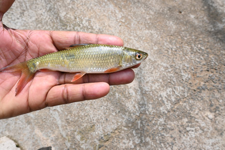 Rohu fish. It is a species of fish of the carp family. its other names rui fish, roho labeo, Labeo rohita.Its found in rivers in South Asia.の写真素材