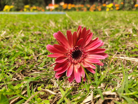 Gerbera flower. Its plants in theÂ Asteraceae  family. Gerbera is also commonly known as...