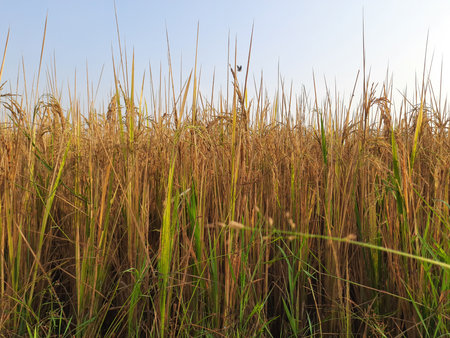 Rice or paddy plant.  Close-up of the rice ears. Paddy or Rice field in India.  Grain paddy field concept. close up of golden rice plant in harvesting time.の写真素材
