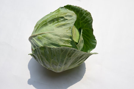 Cabbage on white background. It is a leafy green, red, or white  biennial plant grown as an annual...
