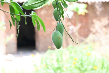 Mango hanging on the tree. Raw mango in tree. Mango is a popular fruit. Its called the king of fruits. Its pickle is very tasty. Vegetables can also be made from it. Green Mangos.の写真素材
