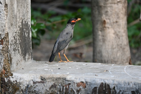 Indian Myna Birds. Its other names Common myna and mynah. This is  a bird of the starling family...