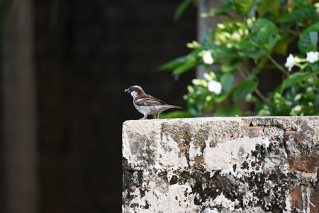 House sparrow. Its other name Passer domesticus and Indian House sparrow. This is aÂ birdÂ of theÂ sparrowÂ family Passeridae, found in most parts of the world.の写真素材