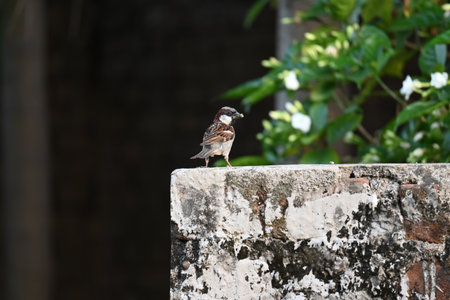 House sparrow. Its other name Passer domesticus and Indian House sparrow. This is aÂ birdÂ of theÂ sparrowÂ family Passeridae, found in most parts of the world.の写真素材