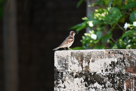 House sparrow. Its other name Passer domesticus and Indian House sparrow. This is aÂ birdÂ of theÂ sparrowÂ family Passeridae, found in most parts of the world.の写真素材