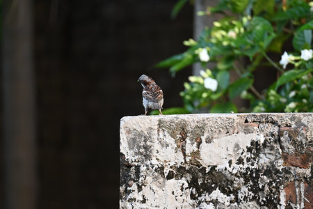 House sparrow. Its other name Passer domesticus and Indian House sparrow. This is aÂ birdÂ of theÂ sparrowÂ family Passeridae, found in most parts of the world.の写真素材