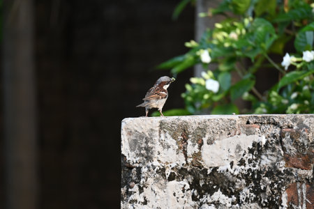 House sparrow. Its other name Passer domesticus and Indian House sparrow. This is aÂ birdÂ of theÂ sparrowÂ family Passeridae, found in most parts of the world.の写真素材