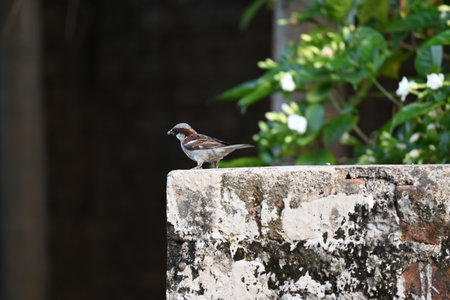 House sparrow. Its other name Passer domesticus and Indian House sparrow. This is aÂ birdÂ of theÂ sparrowÂ family Passeridae, found in most parts of the world.の写真素材