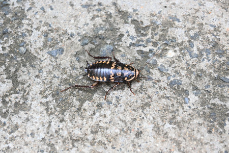 Cockroach are aÂ paraphyleticÂ group ofÂ insectsÂ belonging toÂ Blattodea. Its other name...