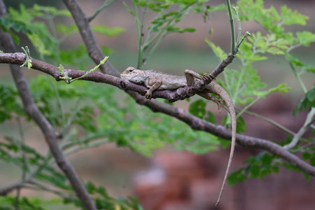 Chameleons on the tree branch. It is a reptile animal. It is an animal of the  Chamaeleonidae...