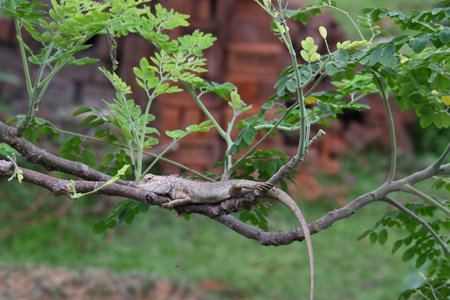 A reptile animal of the Chamaeleonidae family, known for its ability to change colors, is seen on a...