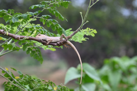 A reptile animal is sitting on a tree branch. It belongs to the Chamaeleonidae family, known for its...