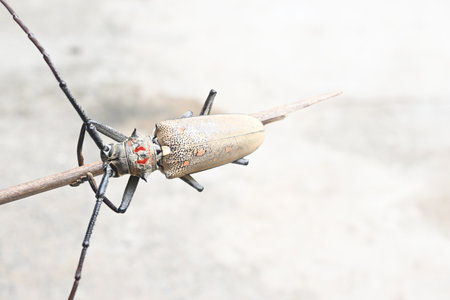 Batocera rufomaculataIt. It is a species of long hornÂ beetleÂ in the familyÂ Cerambycidae.
This insect makes holes in the stem of the plant, due to which the trees die.の写真素材
