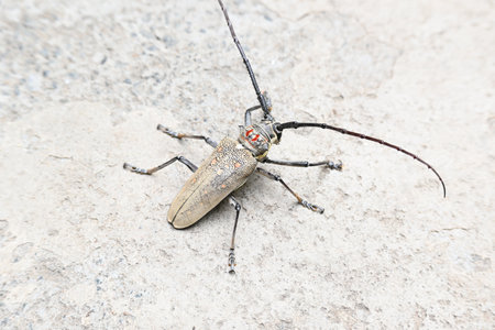 Batocera rufomaculataIt. It is a species of long hornÂ beetleÂ in the familyÂ Cerambycidae.
This insect makes holes in the stem of the plant, due to which the trees die.の写真素材