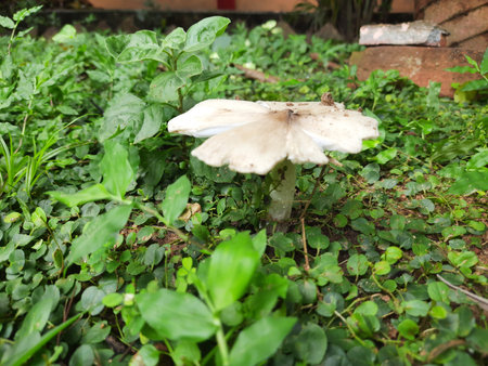 Mushroom in the field. It is a fungus, which grows on the soil during the rainy season in India. Mushroom are used extensively inÂ cooking  in manyÂ cuisines. Sources of many vitaminの写真素材