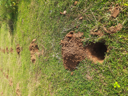 A pit dug for planting a sapling. Preparation for planting a tree in a field.