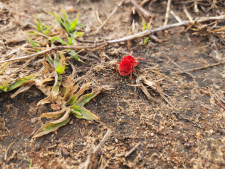 Trombidiidae bugs. Its other names Â red velvet mites,Â true velvet mites andÂ rain bugs. This...