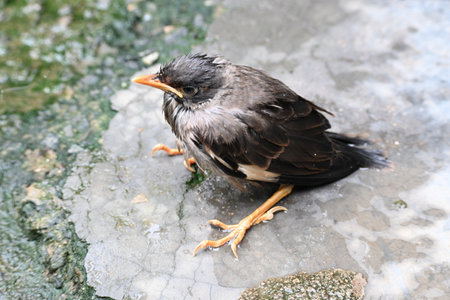 Baby Indian Myna Birds. Its other names Common myna and mynah. This is a bird of the starling family...