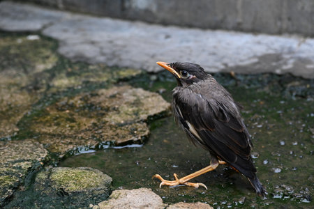 Baby Indian Myna Birds. Its other names Common myna and mynah. This is a bird of the starling family...