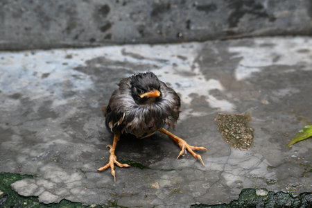 Baby Indian Myna Birds. Its other names Common myna and mynah.This is  a bird of the starling family Sturnidae. This is a group of passerine birds which are native to southern Asiaの写真素材