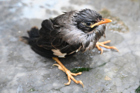 Baby Indian Myna Birds. Its other names Common myna and mynah.This is  a bird of the starling family Sturnidae. This is a group of passerine birds which are native to southern Asiaの写真素材