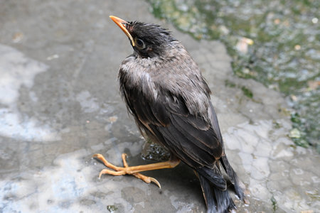 Baby Indian Myna Birds. Its other names Common myna and mynah.This is  a bird of the starling family...