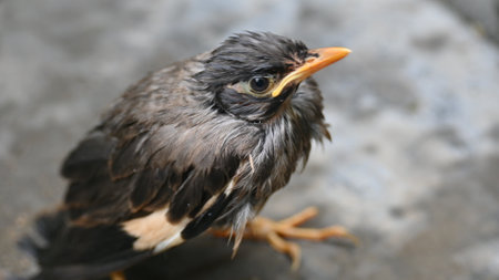 Baby Indian Myna Birds. Its other names Common myna and mynah.This is  a bird of the starling family Sturnidae. This is a group of passerine birds which are native to southern Asiaの写真素材