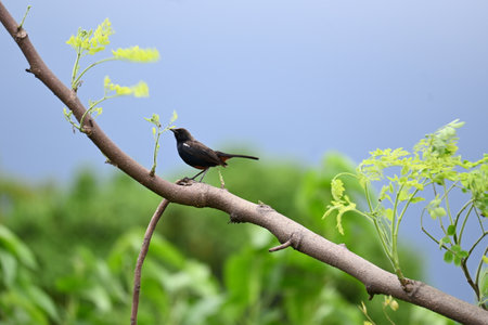 Indian robin or Copsychus fulicatus bird. It is a species ofÂ passarineÂ birdÂ in the familyÂ Muscicapidae. It is widespread in theÂ Indian subcontinent.の写真素材