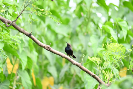 Indian robin or Copsychus fulicatus bird. It is a species ofÂ passarineÂ birdÂ in the familyÂ Muscicapidae. It is widespread in theÂ Indian subcontinent.の写真素材