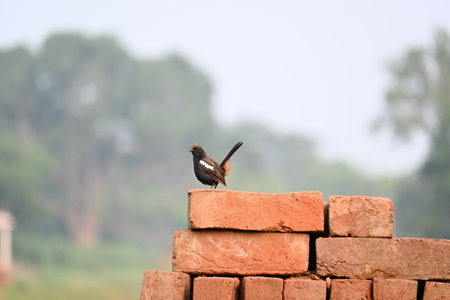 Indian robin or Copsychus fulicatus bird. It is a species ofÂ passarineÂ birdÂ in the familyÂ Muscicapidae. It is widespread in theÂ Indian subcontinent.の写真素材