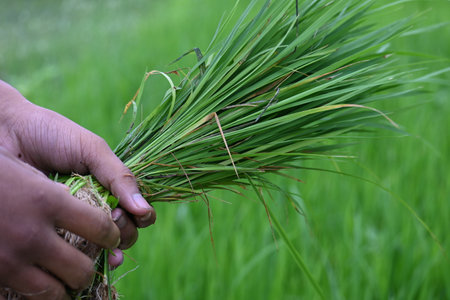 Rice nursery extirpate from bed. Farmers collecting saplings of rice plants. Preparing rice plants in planting season. Rice or paddy farming.の写真素材