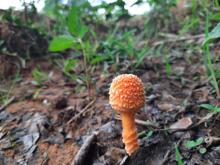 Cyptotrama asprata. Its other names aspratum, Â golden scruffy collybia, and Â spiny woodknight. This Â is aÂ saprobicÂ species ofÂ mushroomÂ in the familyÂ Physalacriaceae.の写真素材