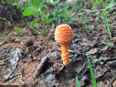Cyptotrama asprata. Its other names aspratum, Â golden scruffy collybia, and Â spiny woodknight. This Â is aÂ saprobicÂ species ofÂ mushroomÂ in the familyÂ Physalacriaceae.の写真素材