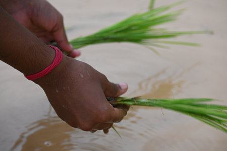 Rice plant planting in the field. A Indian farmer hand planting rice plant. Paddy or Rice farming in India. Agriculture activity.の写真素材