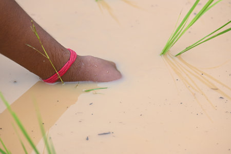 Rice plant planting in the field. A Indian farmer hand planting rice plant. Paddy or Rice farming in India. Agriculture activity.の写真素材