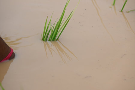 Rice plant planting in the field. A Indian farmer hand planting rice plant. Paddy or Rice farming in India. Agriculture activity. .の写真素材