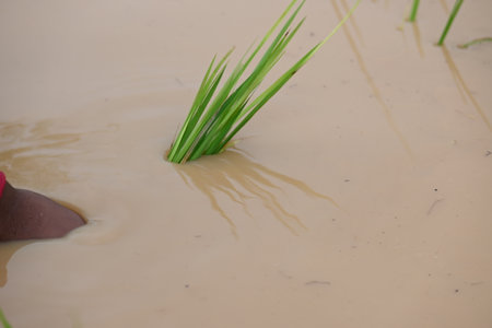 Rice plant planting in the field. A Indian farmer hand planting rice plant. Paddy or Rice farming in India. Agriculture activity.の写真素材