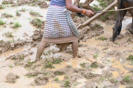 Farmer running a Wooden plow in his field.  The farmer is preparing his rice field for sowing. A...